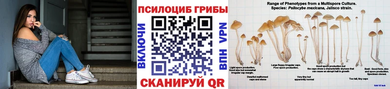 Псилоцибиновые грибы мицелий  Чаплыгин 
